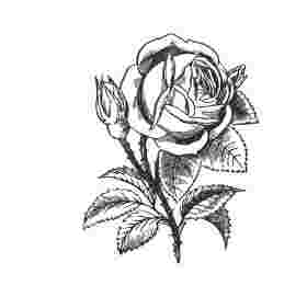 Illustration Rose